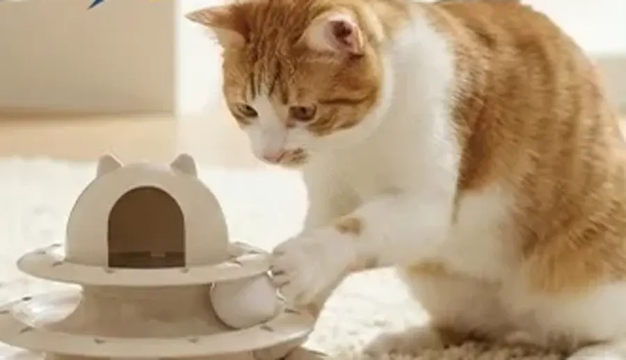 Desperta o caçador do seu gato