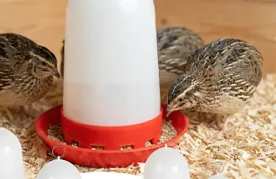 Feito para codornas e pintinhos
